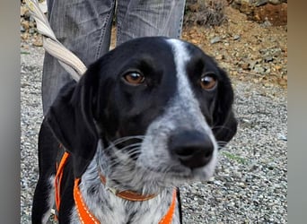 Salomé ...eine liebe und gut sozialisierte Welpine wartet in Deutschland