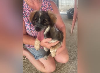 Bobby, ein kleiner Hundebub mit gr0ßem Herz