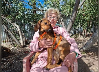 Mila, ein fröhliches, verschmustes Hundekind