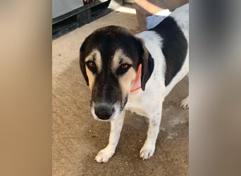 Belle, sie möchte ihre Familie für immer finden