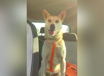 Wilf...eine Seele von Hund sucht Dich