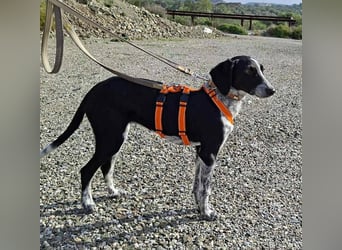 Salomé ...eine liebe und gut sozialisierte Welpine wartet in Deutschland