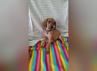 Pippilotta, eine fröhliche Welpine
