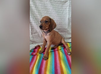 Pippilotta, eine fröhliche Welpine