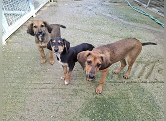 Ayko  möchte bald nach Hause kommen