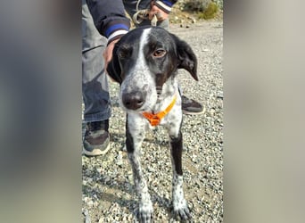 Salomé ...eine liebe und gut sozialisierte Welpine wartet in Deutschland