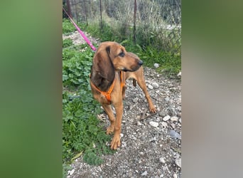 Mila, ein fröhliches, verschmustes Hundekind