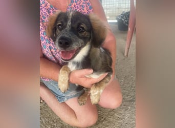 Bobby, ein kleiner Hundebub mit gr0ßem Herz