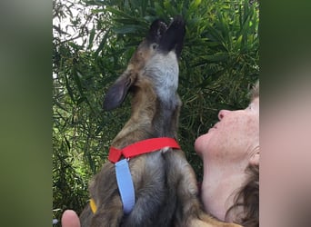 Sally, eine fröhliche kleine Welpine