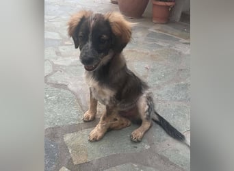 Bobby, ein kleiner Hundebub mit gr0ßem Herz