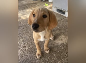 Baloo, ein kleiner Hundebub sucht sein Zuhause