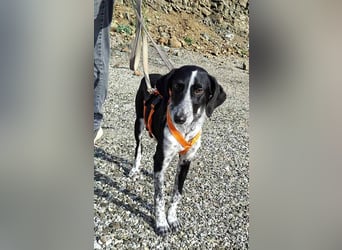 Salomé ...eine liebe und gut sozialisierte Welpine wartet in Deutschland