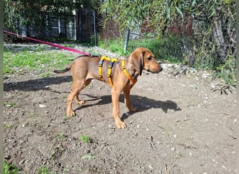 Mila, ein fröhliches, verschmustes Hundekind