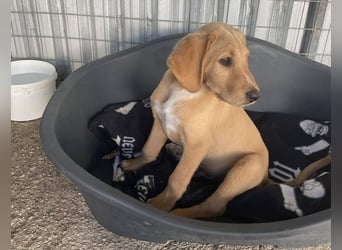 Baloo, ein kleiner Hundebub sucht sein Zuhause