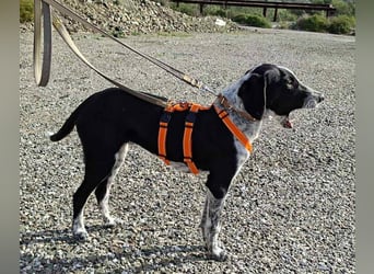 Salomé ...eine liebe und gut sozialisierte Welpine wartet in Deutschland