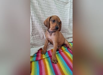 Pippilotta, eine fröhliche Welpine