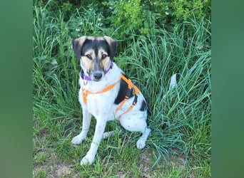 Bella sucht dringend ihre Menschen.....
