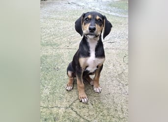 Ayko  möchte bald nach Hause kommen