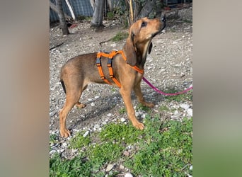 Mila, ein fröhliches, verschmustes Hundekind