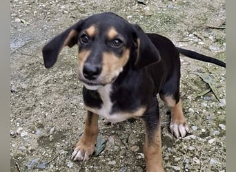 Ayko  möchte bald nach Hause kommen