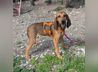 Mila, ein fröhliches, verschmustes Hundekind