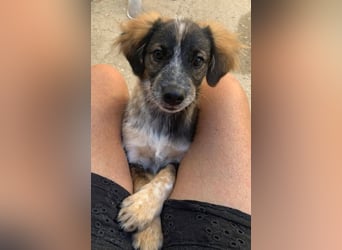 Bobby, ein kleiner Hundebub mit gr0ßem Herz