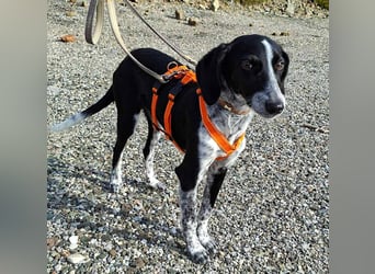 Salomé ...eine liebe und gut sozialisierte Welpine wartet in Deutschland