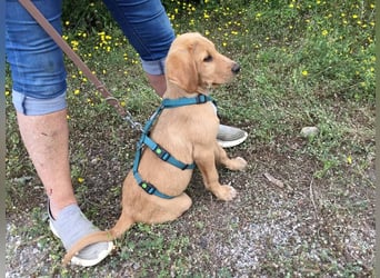 Baloo, ein kleiner Hundebub sucht sein Zuhause