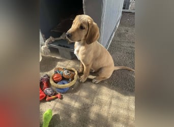 Baloo, ein kleiner Hundebub sucht sein Zuhause