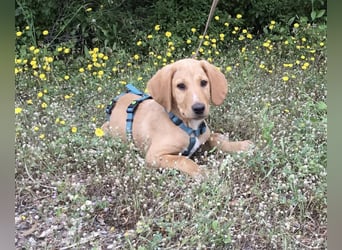 Baloo, ein kleiner Hundebub sucht sein Zuhause