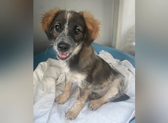 Bobby, ein kleiner Hundebub mit gr0ßem Herz
