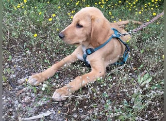 Baloo, ein kleiner Hundebub sucht sein Zuhause