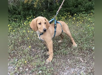 Baloo, ein kleiner Hundebub sucht sein Zuhause
