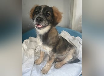 Bobby, ein kleiner Hundebub mit gr0ßem Herz