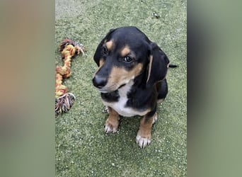 Ayko  möchte bald nach Hause kommen