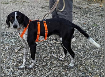 Salomé ...eine liebe und gut sozialisierte Welpine wartet in Deutschland