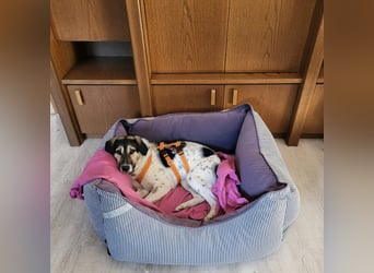 Bella sucht dringend ihre Menschen.....