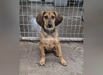 Mila, ein fröhliches, verschmustes Hundekind