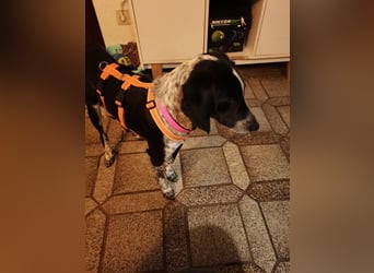 Salomé ...eine liebe und gut sozialisierte Welpine wartet in Deutschland