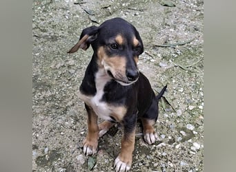 Ayko  möchte bald nach Hause kommen