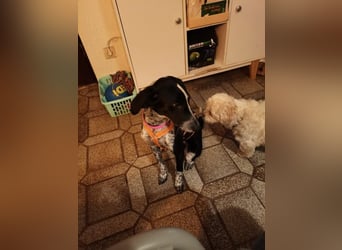 Salomé ...eine liebe und gut sozialisierte Welpine wartet in Deutschland