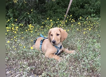 Baloo, ein kleiner Hundebub sucht sein Zuhause