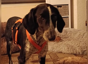 Salomé ...eine liebe und gut sozialisierte Welpine wartet in Deutschland