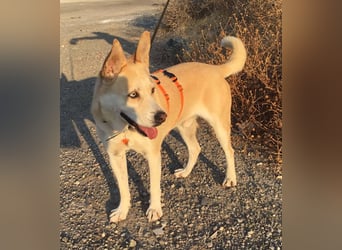 Wilf...eine Seele von Hund sucht Dich