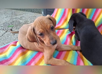 Pippilotta, eine fröhliche Welpine