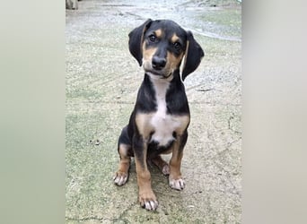 Ayko  möchte bald nach Hause kommen