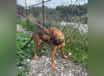 Mila, ein fröhliches, verschmustes Hundekind