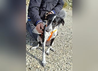 Salomé ...eine liebe und gut sozialisierte Welpine wartet in Deutschland