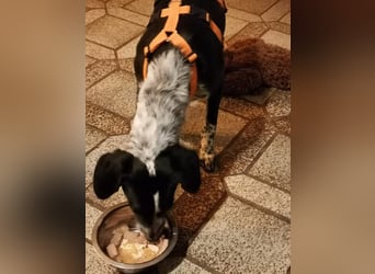 Salomé ...eine liebe und gut sozialisierte Welpine wartet in Deutschland