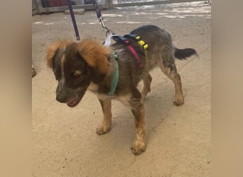 Bobby, ein kleiner Hundebub mit gr0ßem Herz